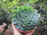 NHỮNG LOÀI HOA MANG Ý NGHĨA MẠNH MẼ, BẠN BIẾT CHƯA?