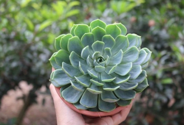 NHỮNG LOÀI HOA MANG Ý NGHĨA MẠNH MẼ, BẠN BIẾT CHƯA?